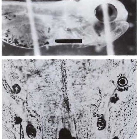 (PDF) Otolith Microstructure Examination and Analysis