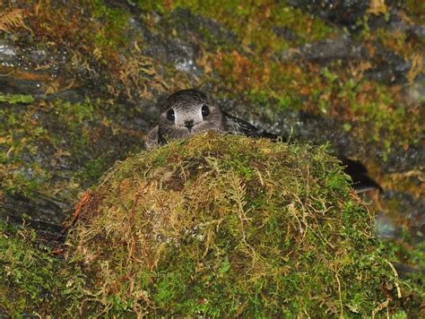 200 Birds: Black Swifts on nests