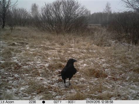 The Flourishing Wildlife of Chernobyl Despite High Levels of Radiation