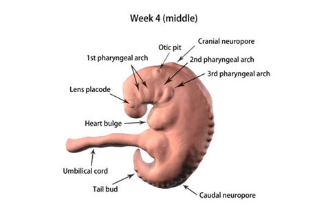 How Fibroids Affect Each Pregnancy Trimester