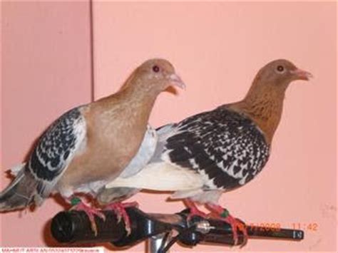 Nuremberg Lark Pigeon Pictures ~ ENCYCLOPEDIA OF PIGEON BREEDS