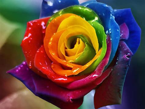 Rainbow Rose Wallpapers - Wallpaper Cave