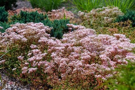 Sedum Album Succulent - Caring for Sedum Album Succulent