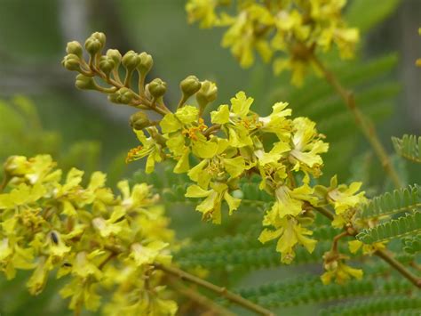 The Secrets of the Weeping Wattle Tree – Discover Africa