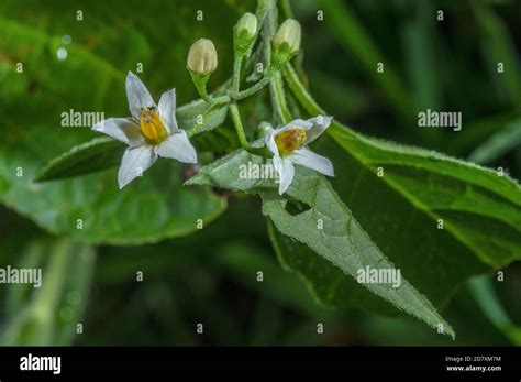 Flowers of Black nightshade, Solanum nigrum, in grassland, late summer Stock Photo - Alamy