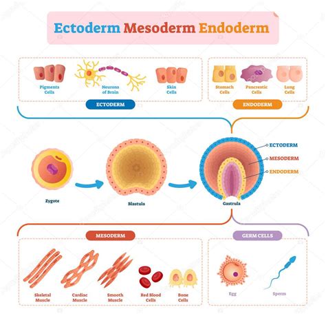 Endodermo, mesodermo y ectodermo vector ilustración etiquetada infografía. 2024