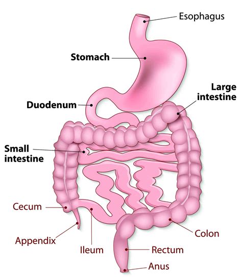 Anatomy And Physiology Of The Small Bowel Semantic Scholar