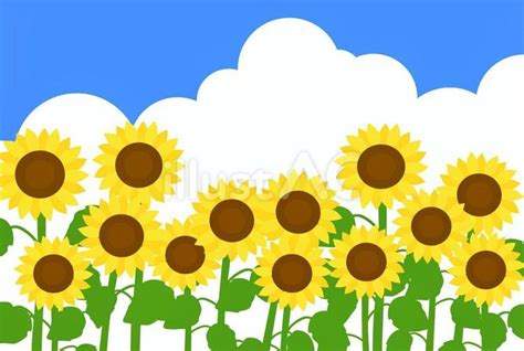 Free Vectors | sunflower field