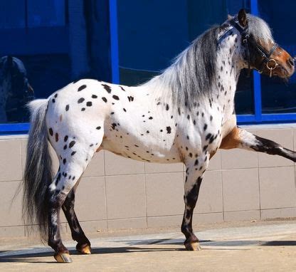 Top 100 Best Appaloosa Horse Names For Any Taste | Appaloosa horses ...