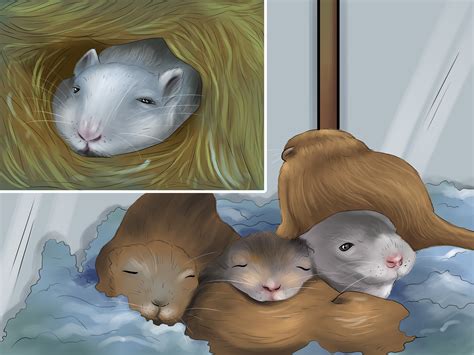 How to Choose a Gerbil Breed: 11 Steps (with Pictures) - wikiHow