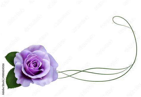 Realistic purple rose, border. Stock Vector | Adobe Stock