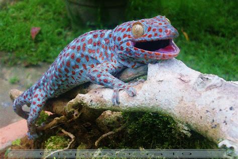 Tokay gecko | Project Noah