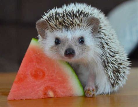 25 Pictures That Show Hedgehogs are the Cutest