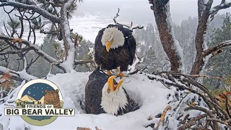 Big Bear Bald Eagle Live Nest - Cam 1 | Bald eagle, Big bear, Bald ...