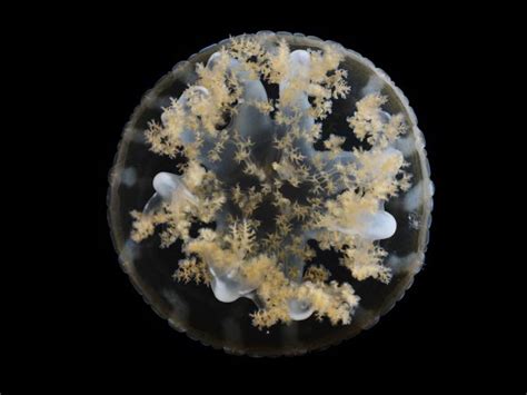 These jellyfish can sting without touching you, thanks to 'mucus grenades' | Jellyfish ...