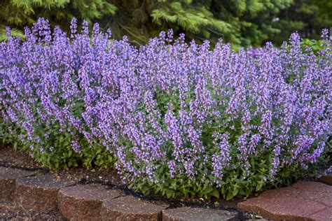 More Nepeta faassenii varieties Archives - Danziger