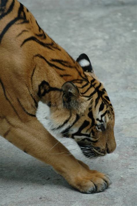 Tiger walk stock photo. Image of beach, fauna, diversity - 84169154