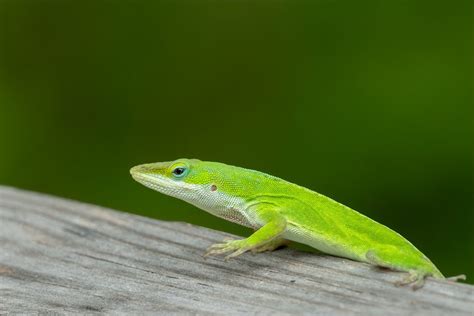 Green Anole Care Guide: Housing, Diet, Facts - Reptile Craze