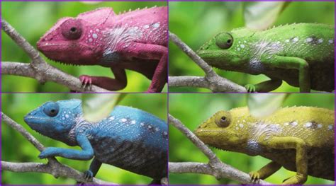 Chameleon Changes 7 Colours in 3 Minutes! Old Video From Madagascar ...