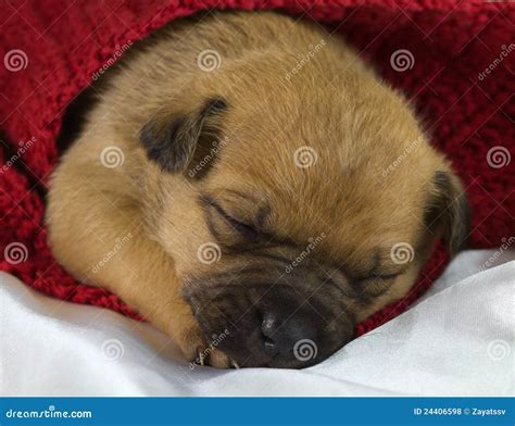 Newborn puppy sleeps stock photo. Image of litter, closeup - 24406598