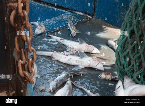 Bottom trawling bycatch shark hi-res stock photography and images - Alamy