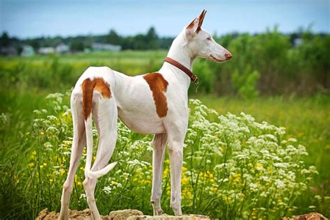 Long Nose Dog: 15 Dog Breeds With Long Snouts (With Pictures)