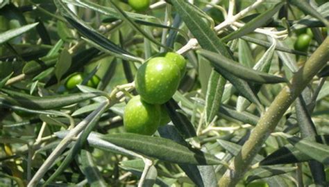 Russian Olive Tree Facts | Garden Guides