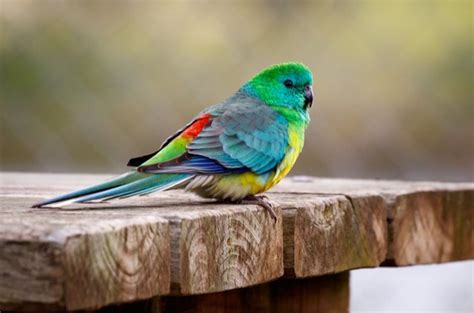 Red Rumped Parrot Health, Personality, Colors and Sounds - PetGuide | PetGuide