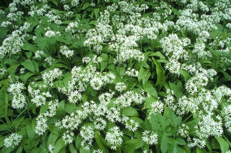 Ramsons | Caithness Biodiversity Group - The Variety of Life