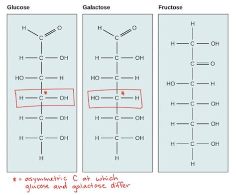 Chemical Makeup Of Glucose And Starch - Mugeek Vidalondon