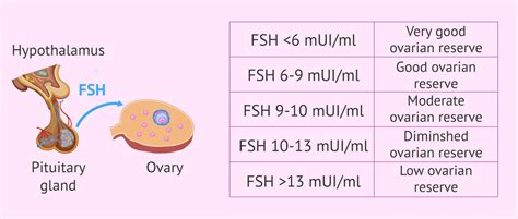 Relationship between FSH levels and ovarian reserve