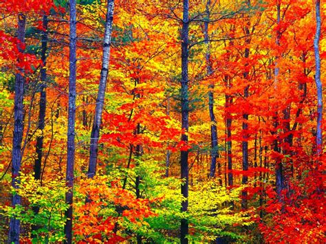 Fall Tree Color Desktop Wallpaper - vrogue.co
