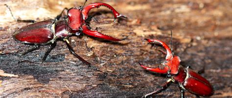 Decomposers: The Creepy Crawly Critters of our Chesapeake Forests - Alliance for the Chesapeake Bay