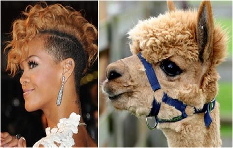 Rihanna And The Alpaca-15 Celebrities Who Look Like Real Life Animals