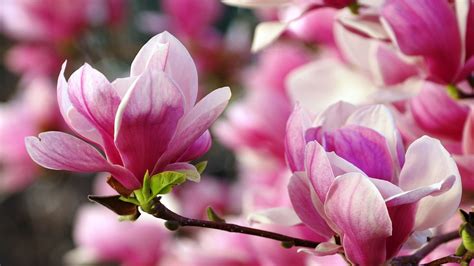 Pink Magnolia Blossom Flowers With Green Leaves HD Magnolia Wallpapers | HD Wallpapers | ID #45035