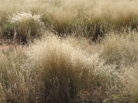 Savannah Grass Photograph by Charles Ray - Fine Art America