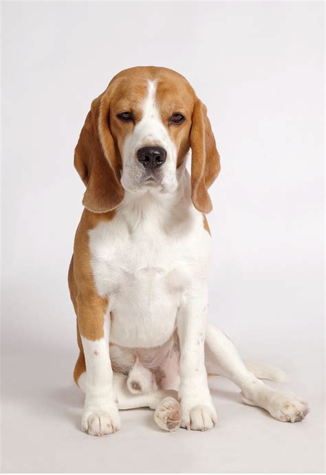 Lemon Beagle – 33 Fantastic Facts from History to Present Day