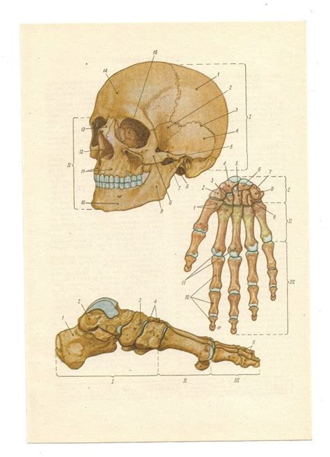 from https://www.etsy.com/listing/118365506/2-vintage-anatomical-prints-skull?ref=shop_home ...