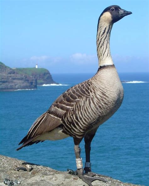 Department of the Interior on Instagram: “A regal bird, the Hawaiian Goose, also known as the ...