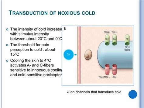 Nociceptors the sensors of the pain pathway | PPT