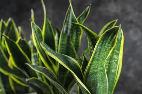 6 Snake Plant Benefits – Plus Guide To Care And Decor Jay Scotts Collection