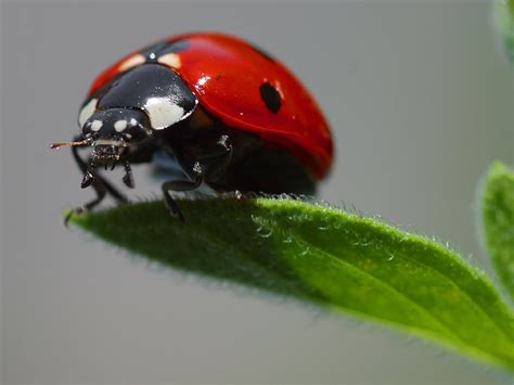 Ladybug On A Leaf Free Stock Photo - Public Domain Pictures