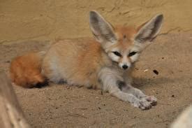 Fennec Fox - Environmental Adaptations