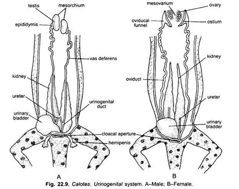 Reproductive System of Garden Lizard | Vertebrates | Chordata | Zoology