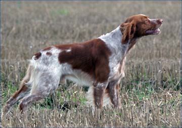 THE brittany spaniel BIRD DOG, gun dog, water dog hunt skills - Black ...