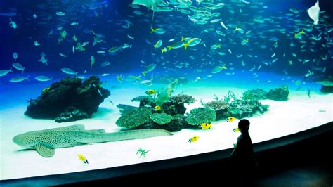 Sunshine Aquarium - Tokyo - Trundle Japan