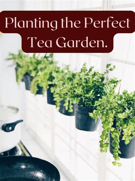 Planting the Perfect Tea Garden.7 Things you have to know! - Tea Jubilee