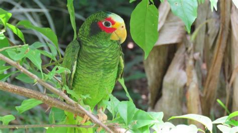 Animales endémicos de México