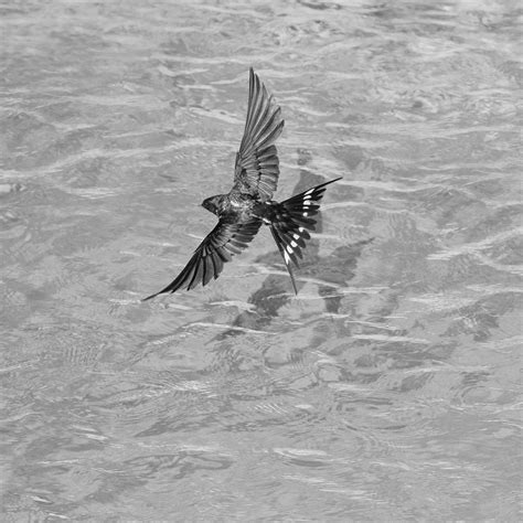 Ian Sanderson - Swallow -Signed limited edition fine art print, Contemporary photo, Square, Bird ...