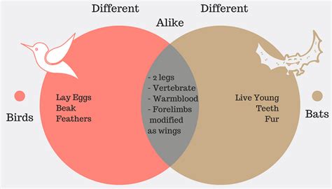 Venn Diagram Examples: Problems, Solutions, Formula Explanation